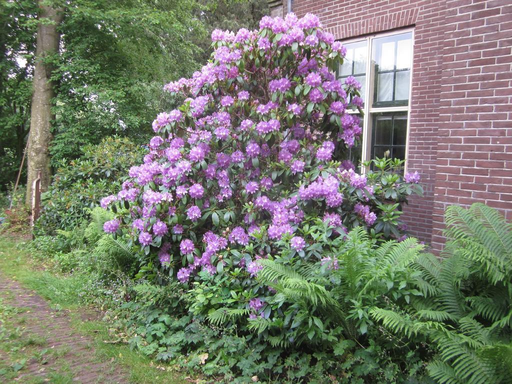 B&B Beatrix Beilen Exterior photo